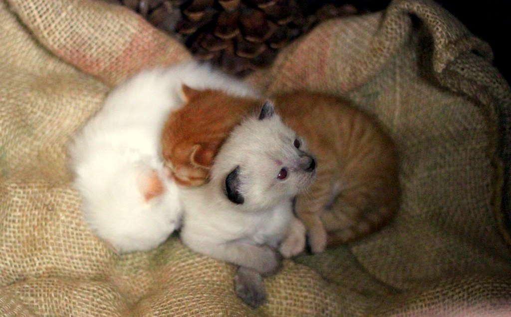 Dos gatitos durmiendo juntos sobre un saco